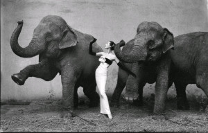 Davima con elefantes - Richard Avedon
